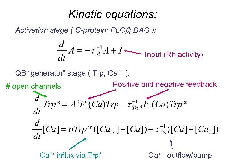 Kinetic equations: Activation stage ( G-protein; PLCb; DAG ): Input (Rh activity) QB “generator”