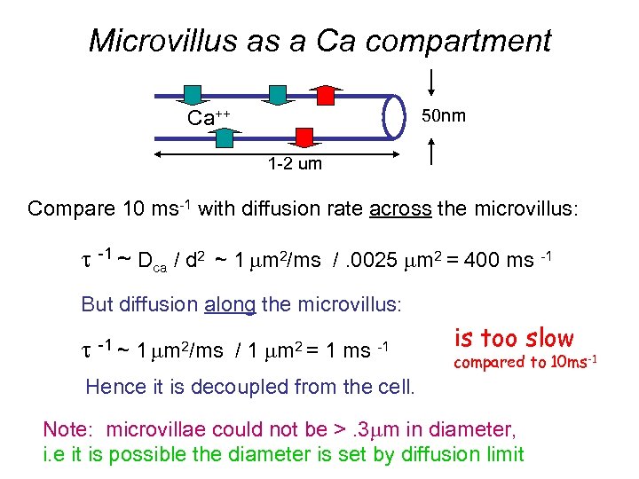 Microvillus as a Ca compartment 50 nm Ca++ 1 -2 um Compare 10 ms-1