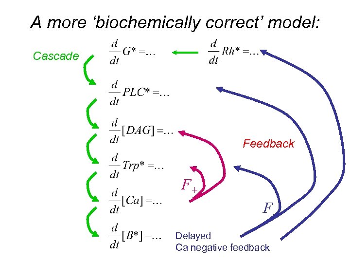 A more ‘biochemically correct’ model: Cascade Feedback F+ FDelayed Ca negative feedback 