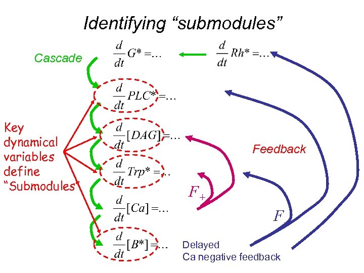 Identifying “submodules” Cascade Key dynamical variables define “Submodules” Feedback F+ FDelayed Ca negative feedback