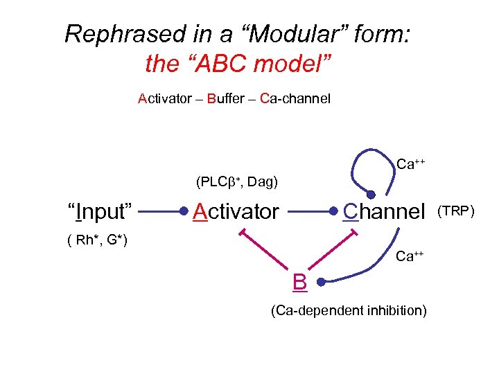 Rephrased in a “Modular” form: the “ABC model” Activator – Buffer – Ca-channel Ca++