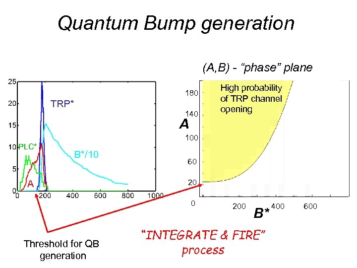 Quantum Bump generation (A, B) - “phase” plane 180 TRP* 140 High probability of