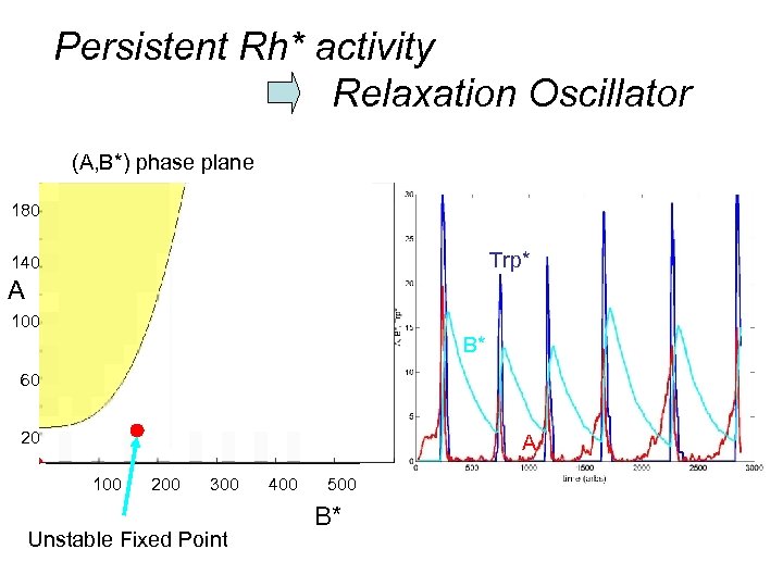 Persistent Rh* activity Relaxation Oscillator (A, B*) phase plane 180 Trp* 140 A 100