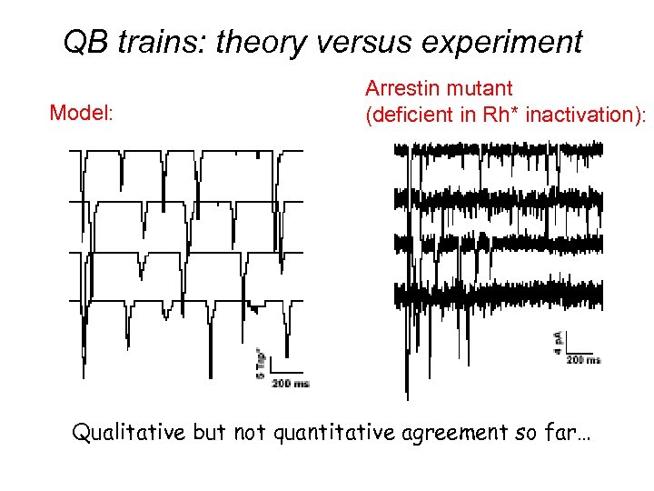QB trains: theory versus experiment Model: Arrestin mutant (deficient in Rh* inactivation): Qualitative but