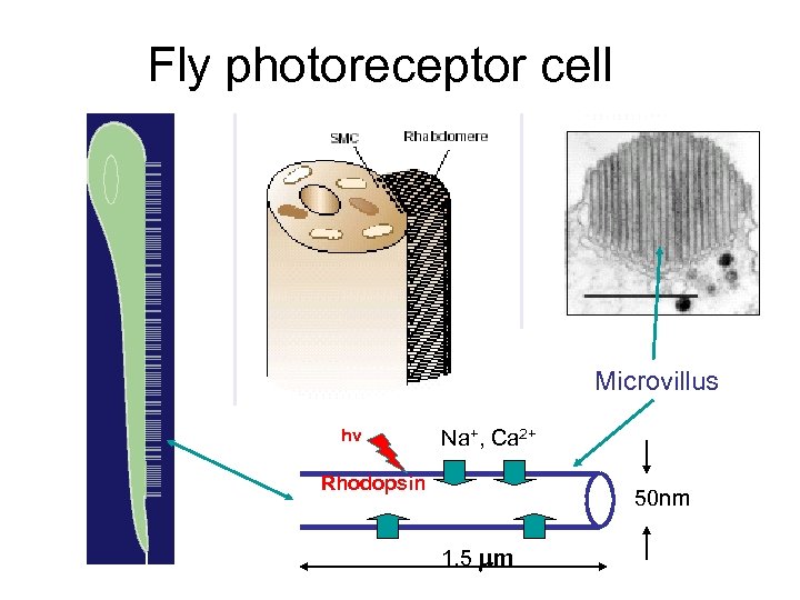 Fly photoreceptor cell Microvillus hv Na+, Ca 2+ Rhodopsin 50 nm 1. 5 mm