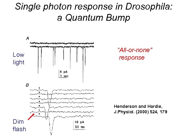 Single photon response in Drosophila: a Quantum Bump Low light “All-or-none” response Henderson and
