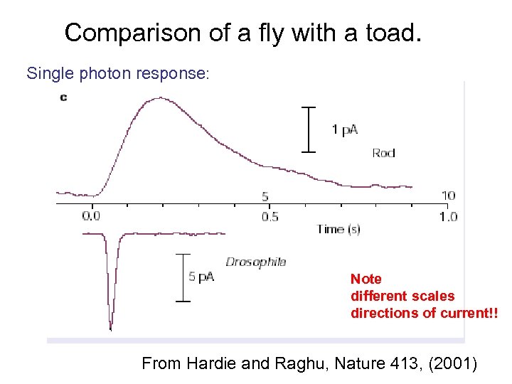 Comparison of a fly with a toad. Single photon response: Note different scales directions