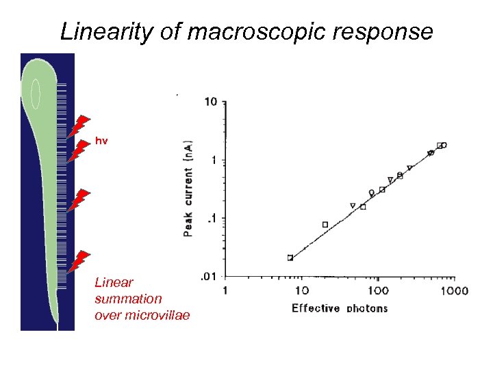 Linearity of macroscopic response hv Linear summation over microvillae 