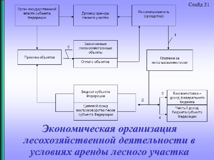 Слайд 21 Экономическая организация лесохозяйственной деятельности в условиях аренды лесного участка 