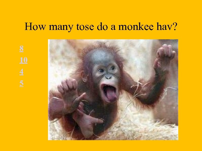 How many tose do a monkee hav? 8 10 4 5 
