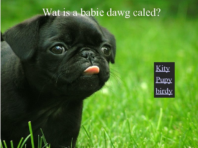 Wat is a babie dawg caled? Kity Pupy birdy 