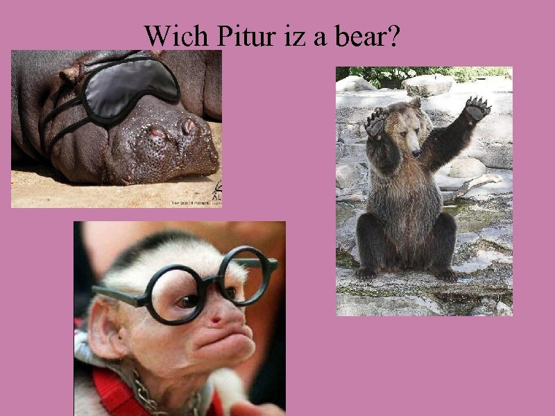 Wich Pitur iz a bear? 