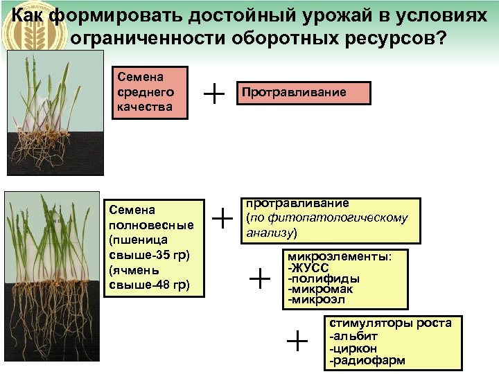 Как формировать достойный урожай в условиях ограниченности оборотных ресурсов? Семена среднего качества Семена полновесные
