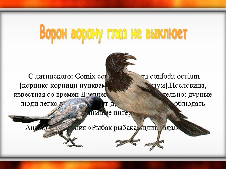  С латинского: Comix cornici nunquam confodit oculum [корннкс корници нунквам конфодит окулум]. Пословица,