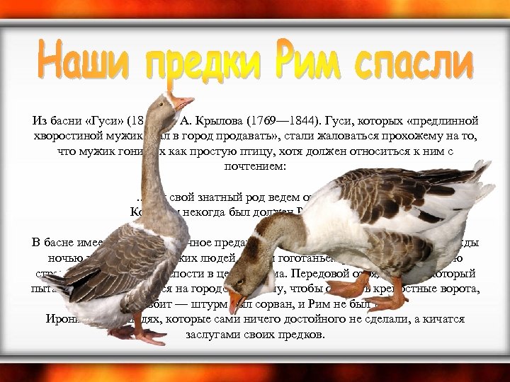  Из басни «Гуси» (1811) И. А. Крылова (1769— 1844). Гуси, которых «предлинной хворостиной