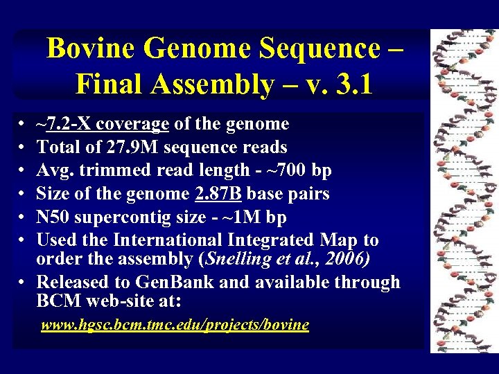 Bovine Genome Sequence – Final Assembly – v. 3. 1 • • • ~7.