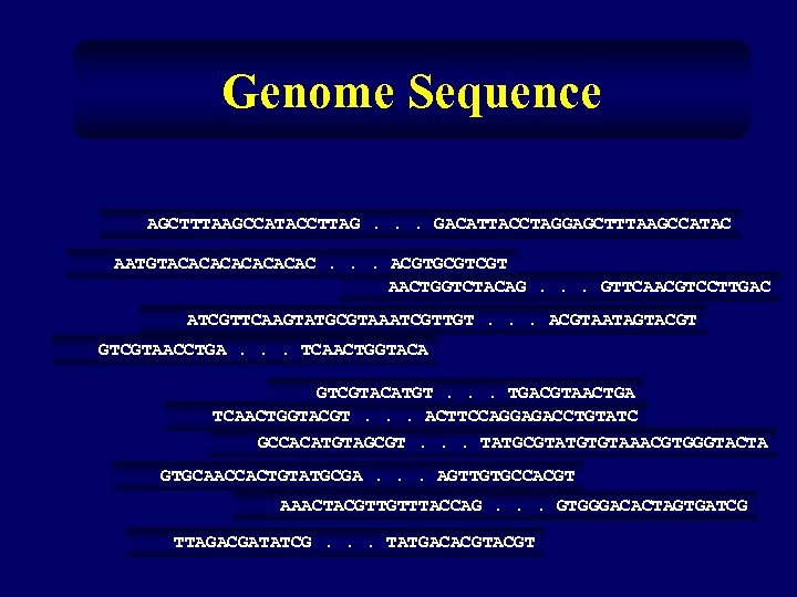 Genome Sequence AGCTTTAAGCCATACCTTAG. . . GACATTACCTAGGAGCTTTAAGCCATAC AATGTACACACAC. . . ACGTGCGTCGT AACTGGTCTACAG. . . GTTCAACGTCCTTGAC