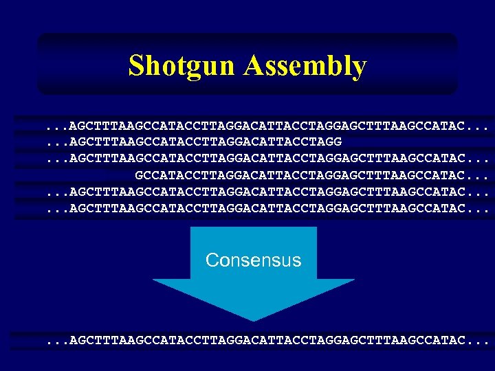 Shotgun Assembly. . . AGCTTTAAGCCATACCTTAGGACATTACCTAGGAGCTTTAAGCCATAC. . . Consensus . . . AGCTTTAAGCCATACCTTAGGACATTACCTAGGAGCTTTAAGCCATAC. . .