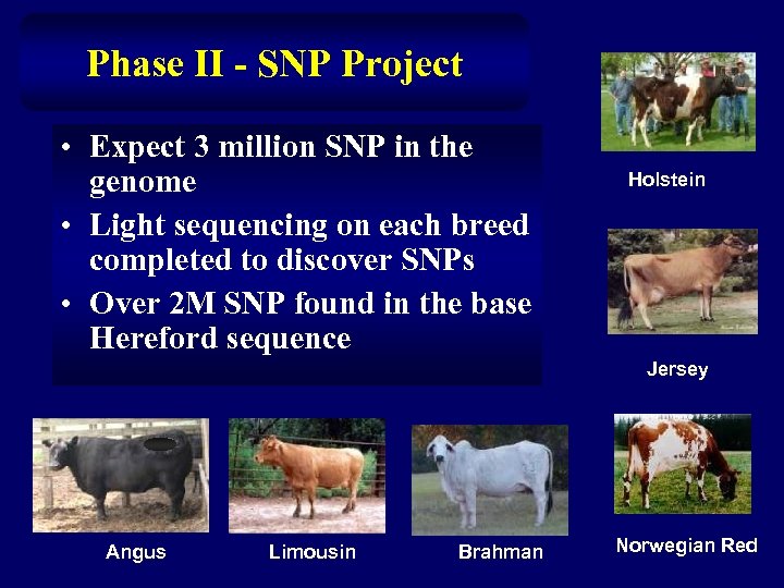 Phase II - SNP Project • Expect 3 million SNP in the genome •