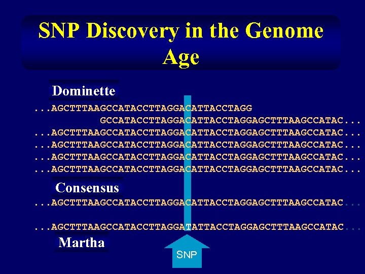 SNP Discovery in the Genome Age Dominette. . . AGCTTTAAGCCATACCTTAGGACATTACCTAGGAGCTTTAAGCCATAC. . . Consensus. .