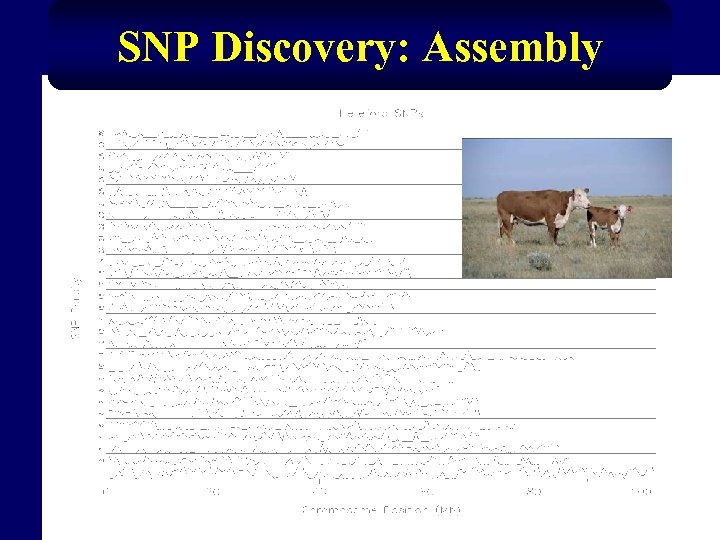 SNP Discovery: Assembly 