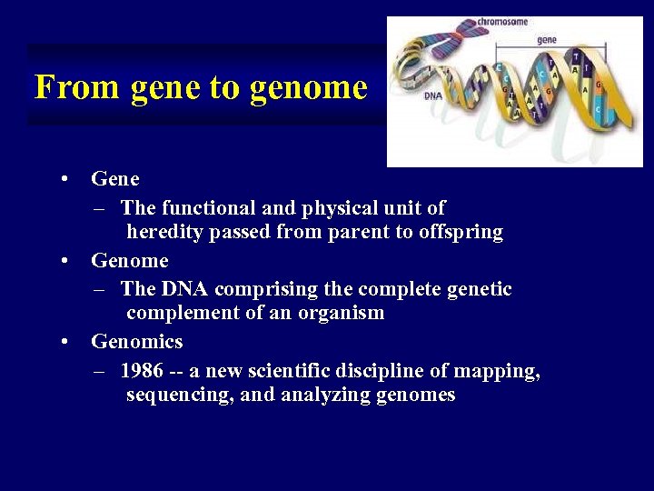 From gene to genome • Gene – The functional and physical unit of heredity