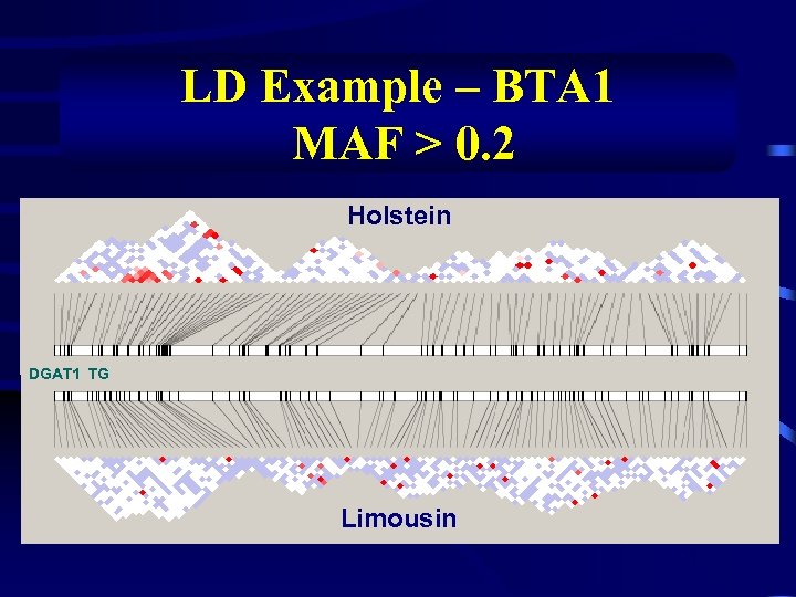 LD Example – BTA 1 MAF > 0. 2 Holstein DGAT 1 TG Limousin