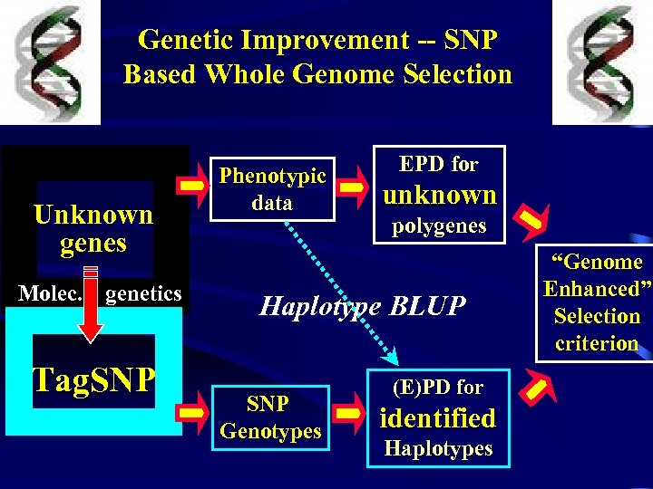 Genetic Improvement -- SNP Based Whole Genome Selection Unknown genes Molec. genetics Tag. SNP