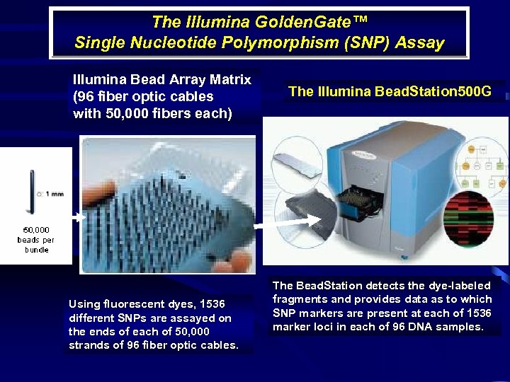 The Illumina Golden. Gate™ Single Nucleotide Polymorphism (SNP) Assay Illumina Bead Array Matrix (96