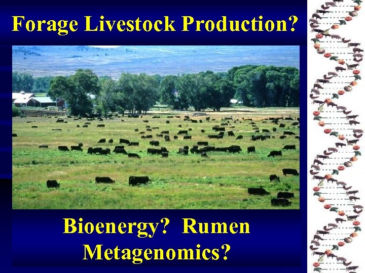 Forage Livestock Production? Bioenergy? Rumen Metagenomics? 