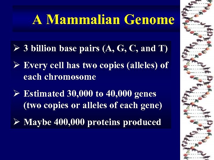 A Mammalian Genome Ø 3 billion base pairs (A, G, C, and T) Ø