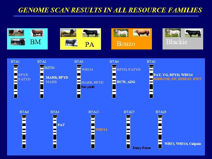 GENOME SCAN RESULTS IN ALL RESOURCE FAMILIES BM BTA 1 BTA 2 BTA 3