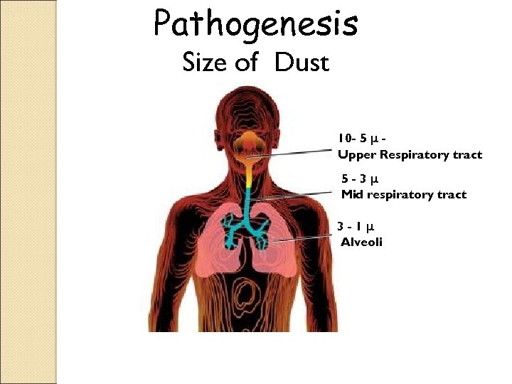 Pathogenesis Size of Dust 10 - 5 μ Upper Respiratory tract 5 -3μ Mid