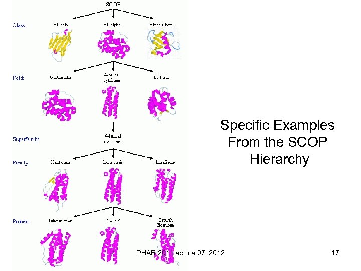 Specific Examples From the SCOP Hierarchy PHAR 201 Lecture 07, 2012 17 