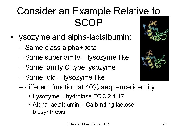 Consider an Example Relative to SCOP • lysozyme and alpha-lactalbumin: – Same class alpha+beta