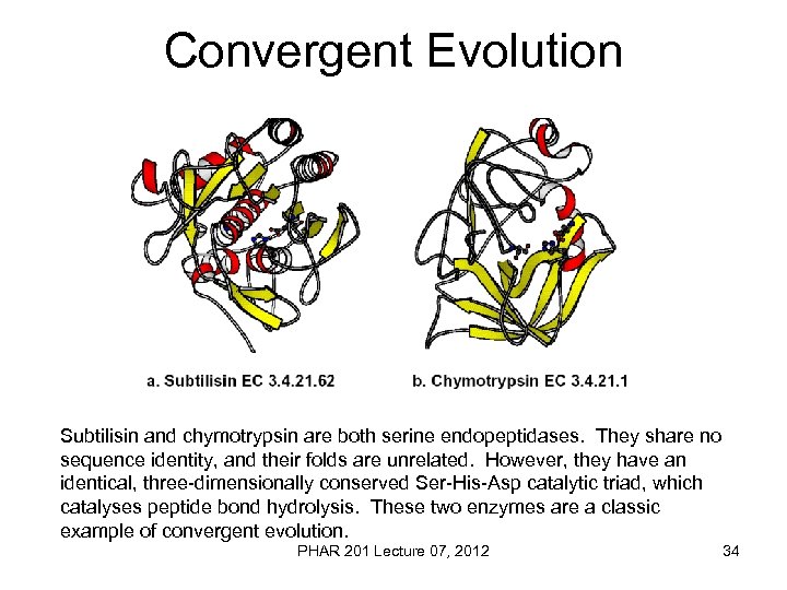 Convergent Evolution Subtilisin and chymotrypsin are both serine endopeptidases. They share no sequence identity,