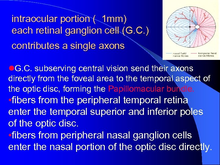 intraocular portion ( 1 mm) each retinal ganglion cell (G. C. ) contributes a