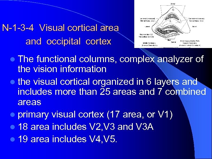 N-1 -3 -4 Visual cortical area and occipital cortex l The functional columns, complex