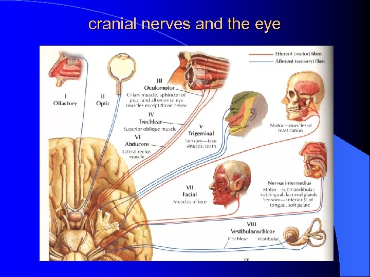 cranial nerves and the eye 