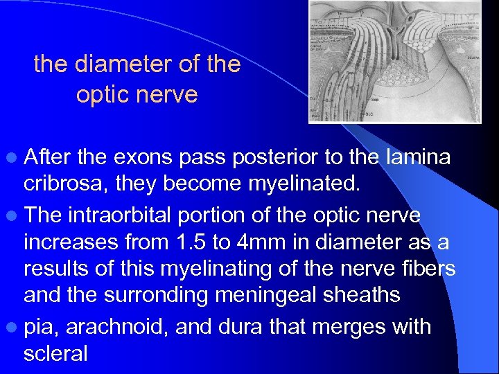 the diameter of the optic nerve l After the exons pass posterior to the