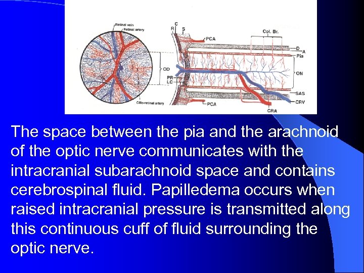 The space between the pia and the arachnoid of the optic nerve communicates with