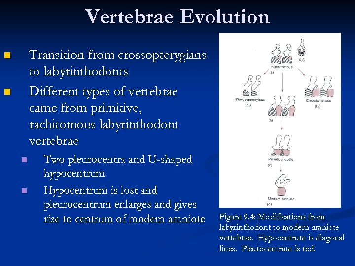 Vertebrae Evolution Transition from crossopterygians to labyrinthodonts Different types of vertebrae came from primitive,