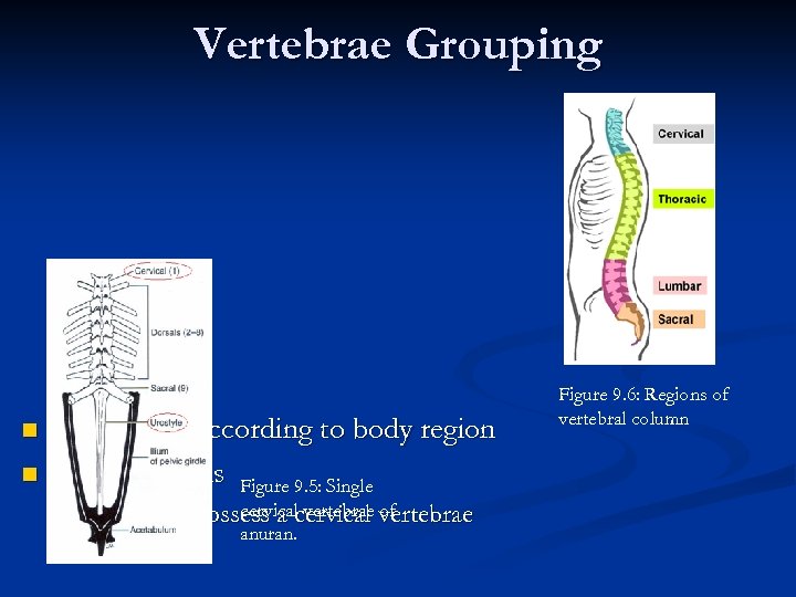 Vertebrae Grouping Grouped according to body region Amphibians Figure 9. 5: Single n n