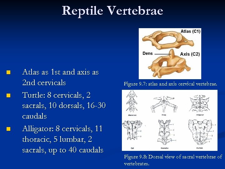Reptile Vertebrae n n n Atlas as 1 st and axis as 2 nd