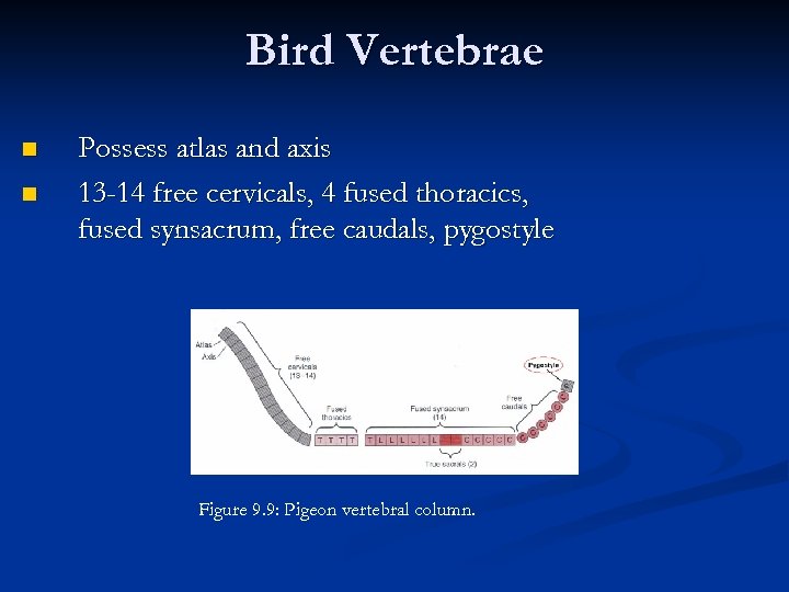 Bird Vertebrae n n Possess atlas and axis 13 -14 free cervicals, 4 fused