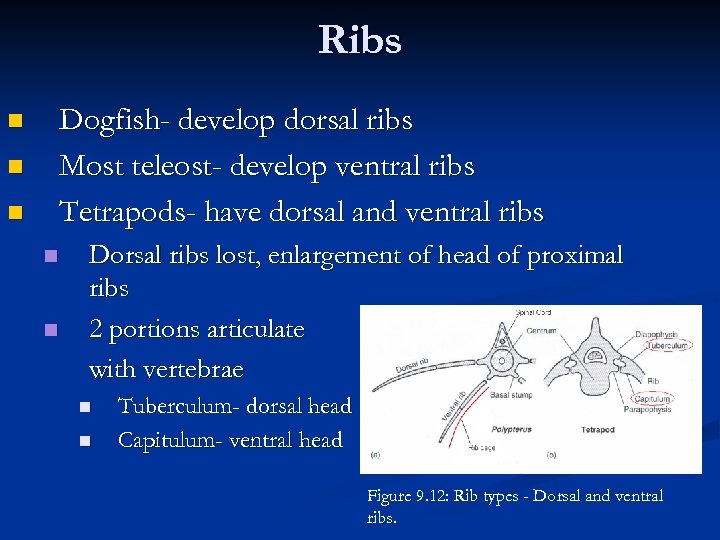Ribs Dogfish- develop dorsal ribs Most teleost- develop ventral ribs Tetrapods- have dorsal and
