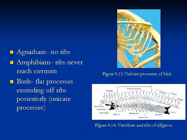 n n n Agnathans- no ribs Amphibians- ribs never reach sternum Birds- flat processes