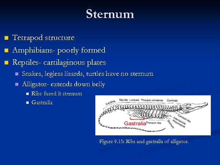 Sternum n n n Tetrapod structure Amphibians- poorly formed Reptiles- cartilaginous plates n n