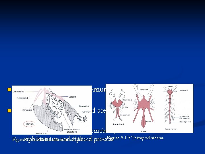 n n Birds- unusual, keeled sternum in carinates Mammals- well developed sternum Rod shaped