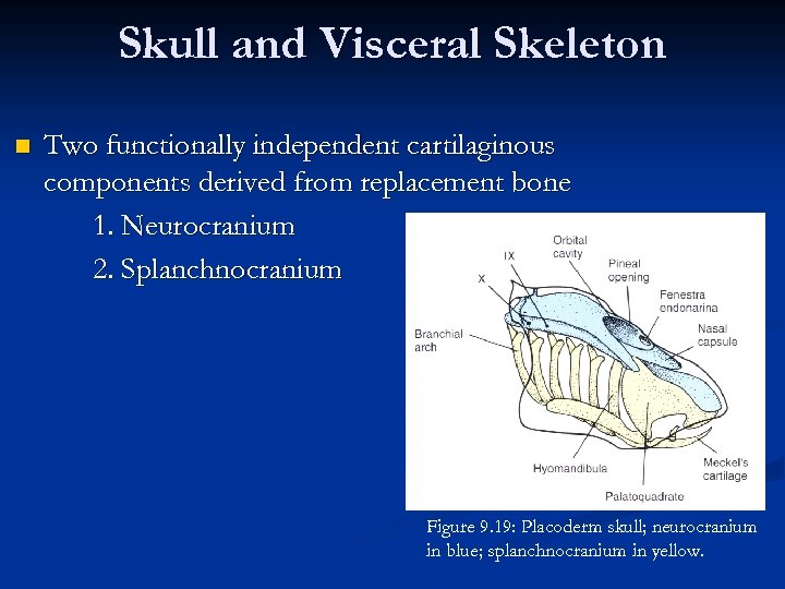 Skull and Visceral Skeleton n Two functionally independent cartilaginous components derived from replacement bone